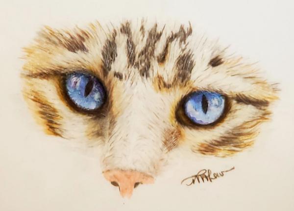 Blue Eyed Cat Face Colored Pencil Drawing | Tracy Marie Lewis | www.stuffnthingz.com